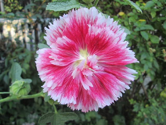Free Holyhock Garden photo and picture
