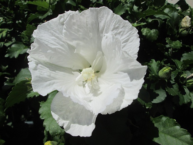 Free Rose Flower photo and picture