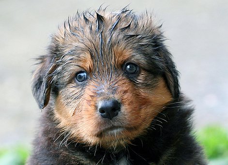 Welpe, Nass, Hund, Haustier, Baby, Süß