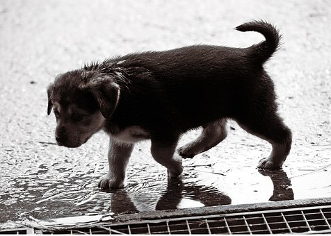 Welpe, Nass, Regen, Hund, Baby, Süß