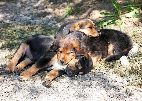 Hundewelpen, Welpen, Hund, Baby, Süß