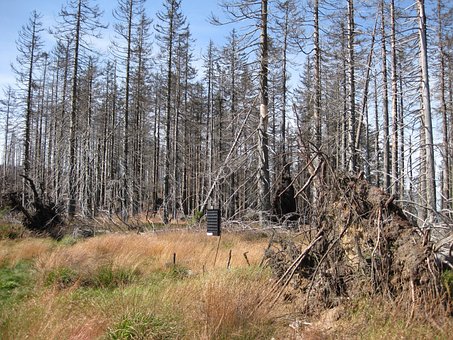 Dying Tree, Dead Wood, Dead Plant