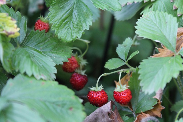 Free Wild Strawberry Strawberries photo and picture