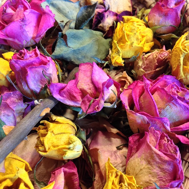 Free Roses Yellow photo and picture