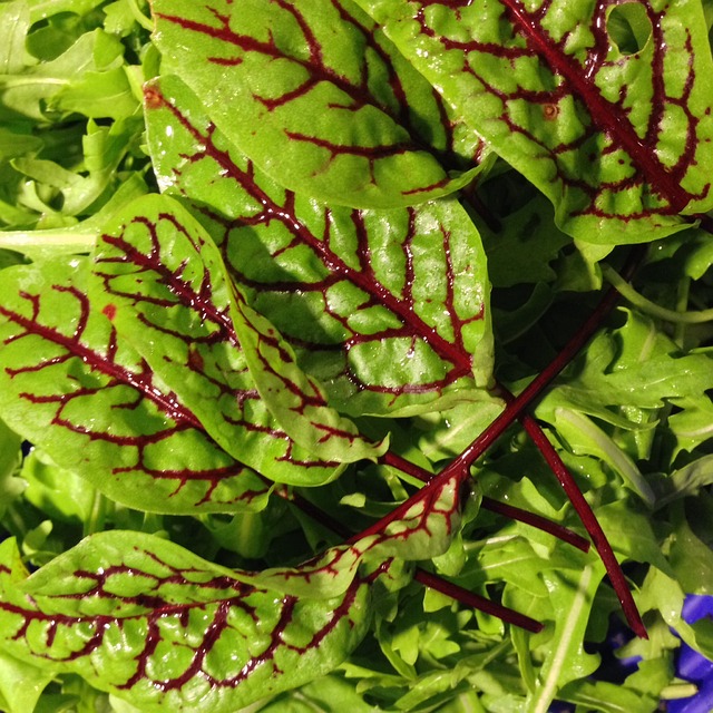 Free Vegetables Blood Steamer photo and picture