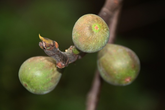 Free Fig Tree Fig photo and picture