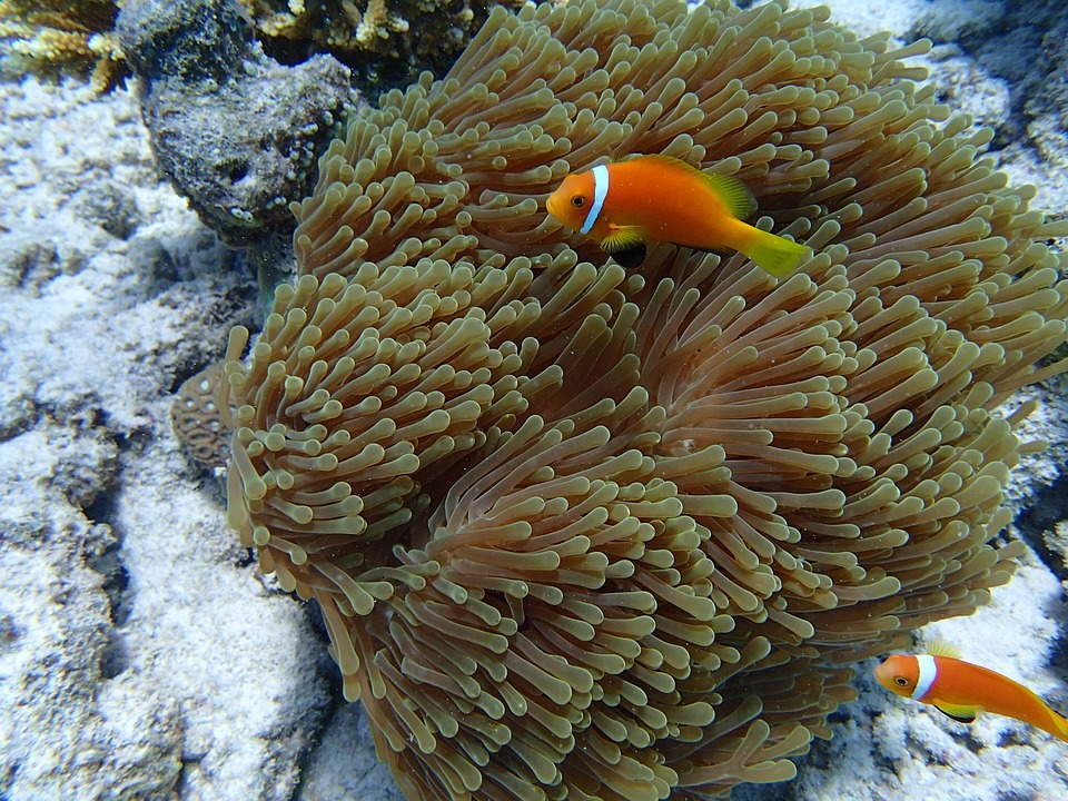 Anemone Fish Sea - Free photo on Pixabay - Pixabay