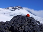 ladybird, etna, italy