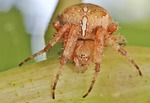 spider, insect, spider macro
