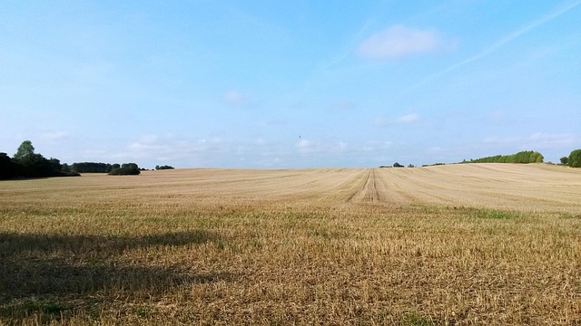 Free Cornfield Field photo and picture