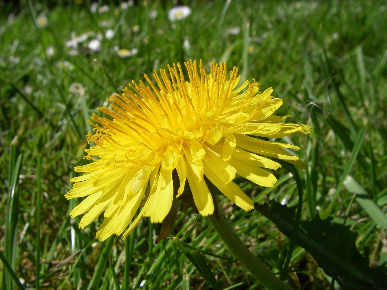 Why the Dandelion is My Favorite Flower: A Symbol of Resilience and Beauty