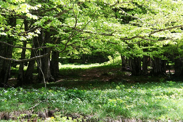 Free Nature Forest photo and picture