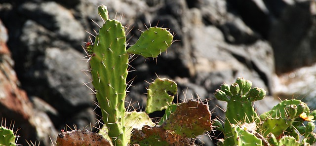 Free Cactus Landscape photo and picture