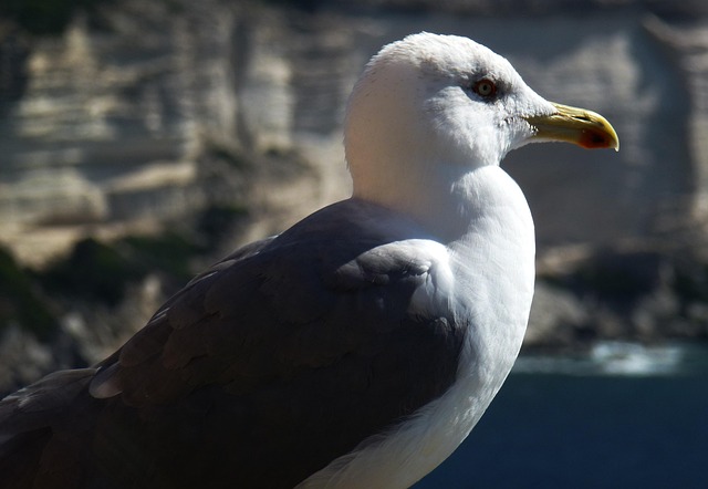 Free Seagull Nature photo and picture