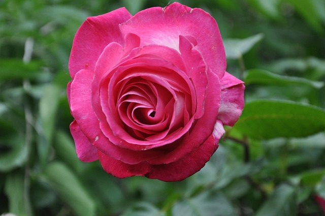 Free Rose Pink photo and picture