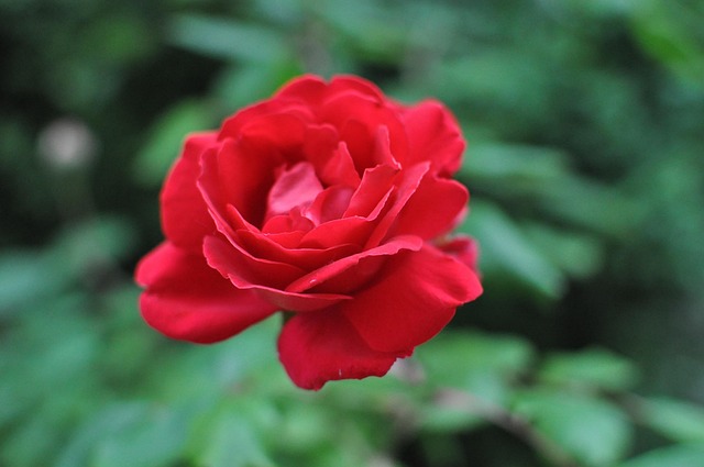 Free Rose Red photo and picture