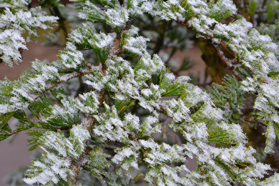雪松 植物 树 - Pixabay上的免费照片 - Pixabay