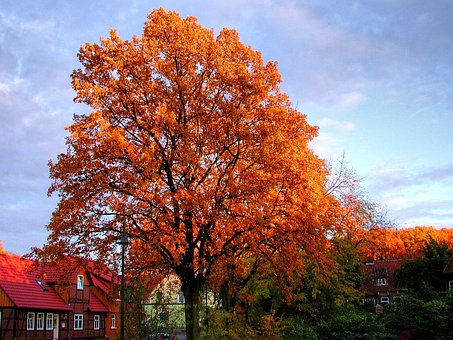 Free Autumn Tree Fall photo and picture