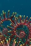 corel lal, underwater life, sea