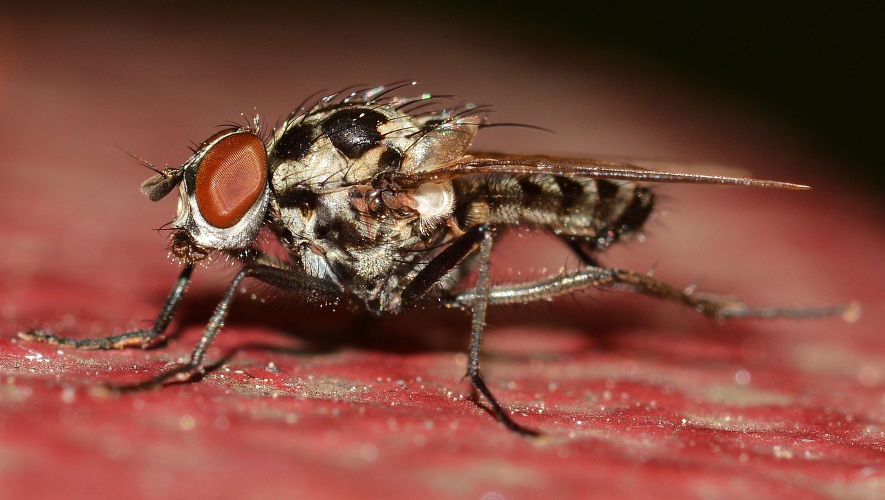Diptera Insects Anthomyia - Free photo on Pixabay - Pixabay