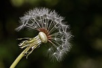 milkweed, summer, nature