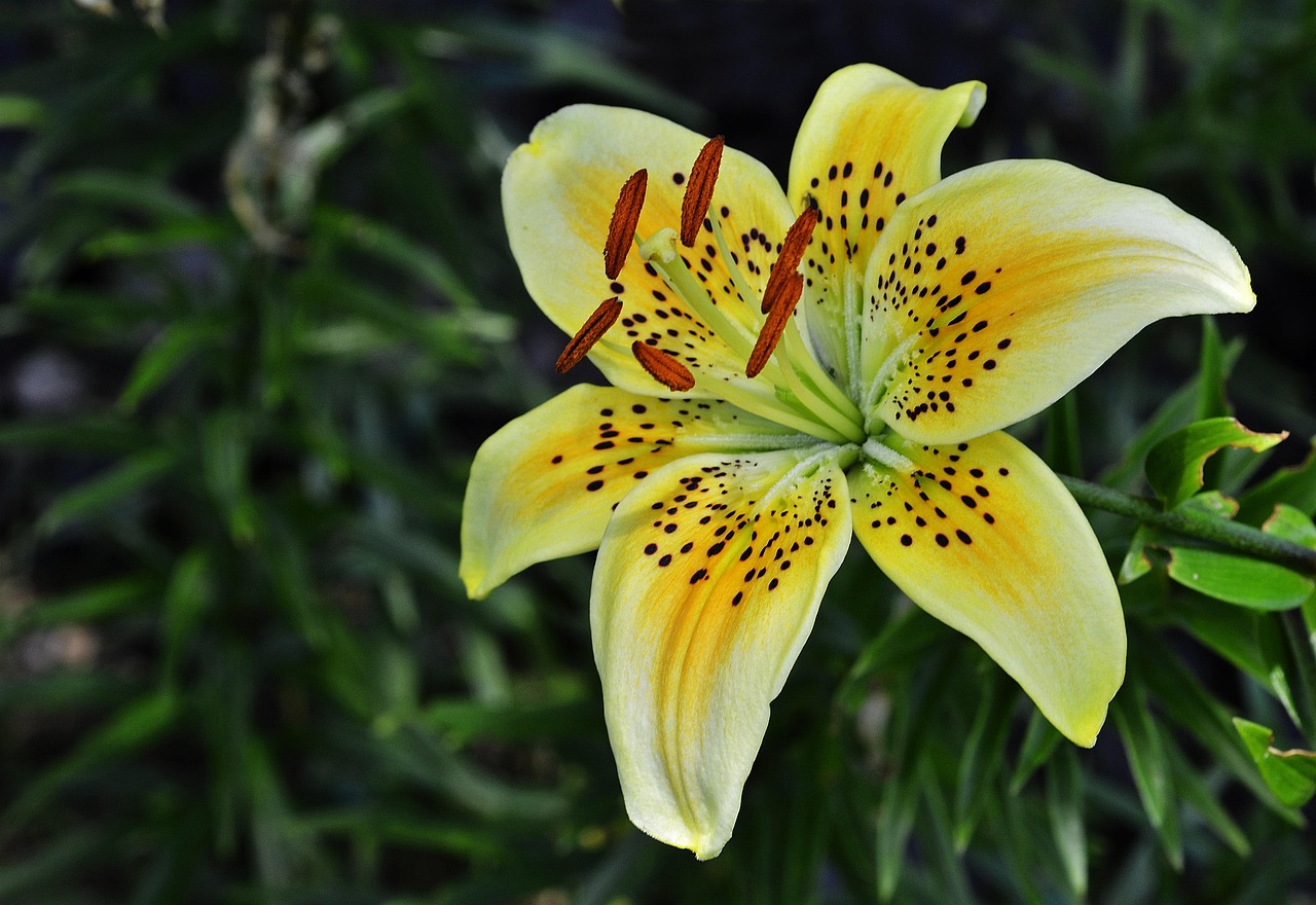 Lily Flower Nature Free photo on Pixabay Pixabay