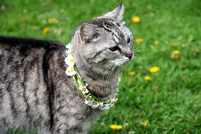 Free Cat Animal photo and picture