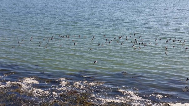 Vögel, Fliegend, Strand, Landschaft, Lan