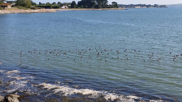 Vögel, Fliegend, Strand, Landschaft, Lan