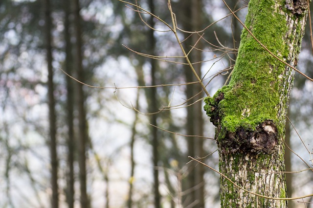 Free Moss Bark photo and picture