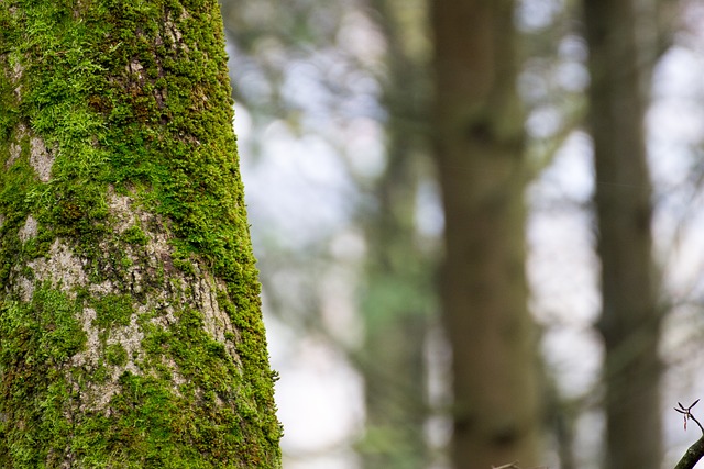 Free Moss Tree Trunk photo and picture