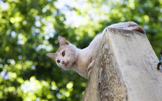Free Cat White photo and picture