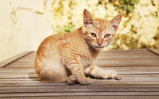 Free Cat Sweet photo and picture
