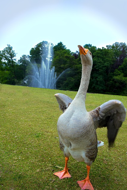 Free Goose Fountain photo and picture