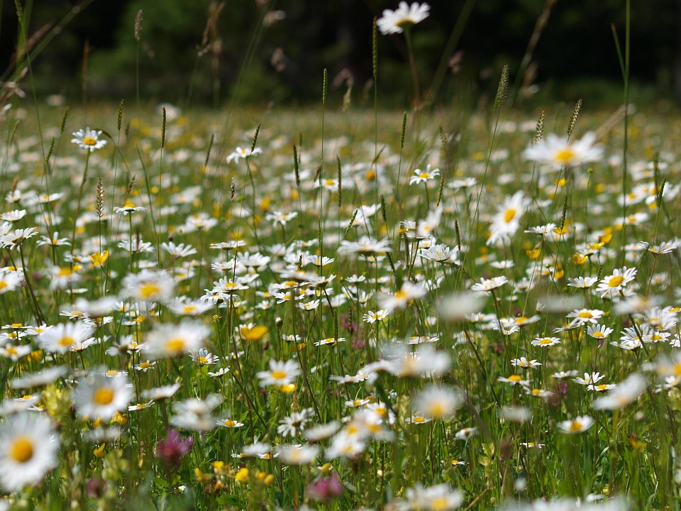 Free photo Daisies, Flower Meadow, Flowers Free Image on Pixabay