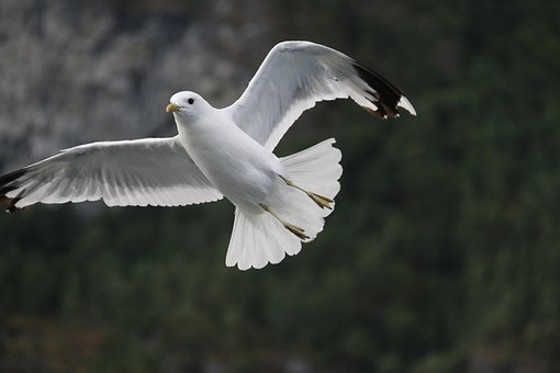 Free Seagull Bird photo and picture