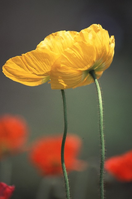 Blomster Af Forsommeren, Gule Blomster