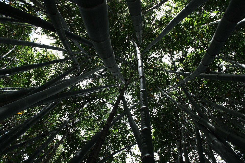 竹子 高的 植物 - Pixabay上的免费照片