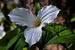 trillium, flower, white