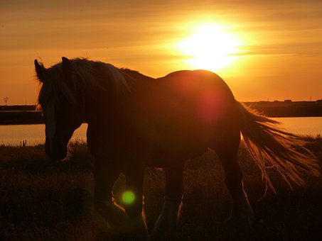 Free Horse Pasture photo and picture