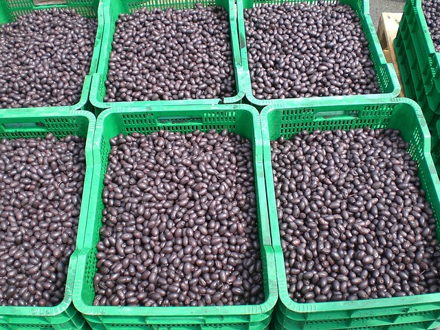 Free Olives Black photo and picture