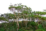 trees, gumtree, eucalyptus