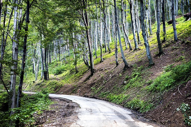 Free Tree Nature photo and picture
