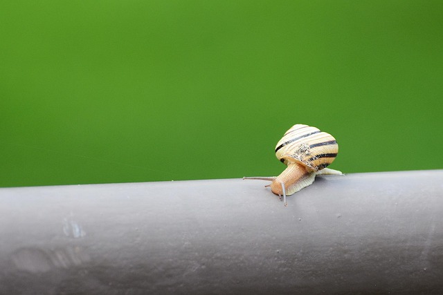 Free Snail Nature photo and picture