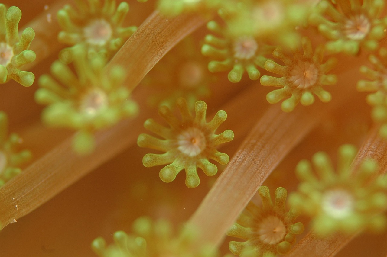 Soft Coral - free online jigsaw puzzle photo