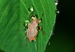 insects, aphid, hemiptera