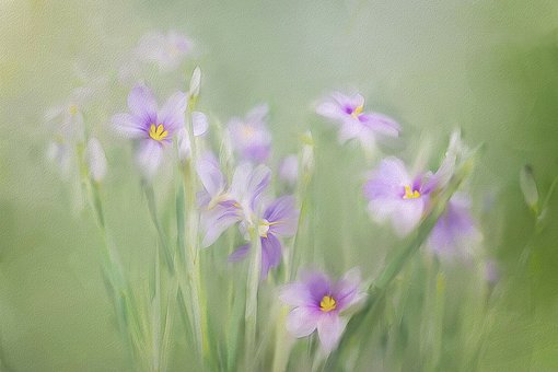 Free Painting Purple photo and picture