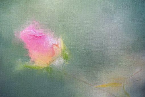Free Painting Rose photo and picture