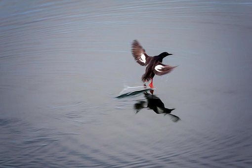 Free Bird Landing photo and picture