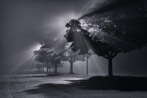 Free Fog Light photo and picture